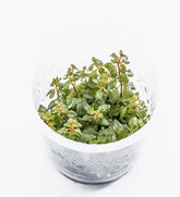 ADA 超紅水丁香 Ludwigia repens 'Super red' IC407
